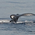 bermuda whale watching 2013 (13)