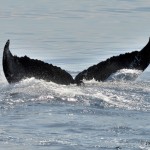 bermuda whale watching 2013 (14)