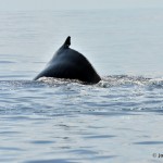 bermuda whale watching 2013 (15)
