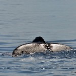 bermuda whale watching 2013 (16)