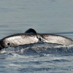 bermuda whale watching 2013 (17)
