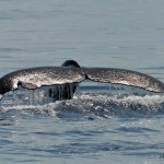 bermuda whale watching 2013 (18)