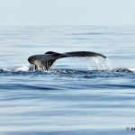 bermuda whale watching 2013 (19)