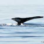 bermuda whale watching 2013 (20)