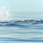 bermuda whale watching 2013 (21)