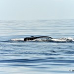 bermuda whale watching 2013 (22)