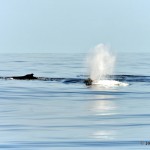 bermuda whale watching 2013 (23)