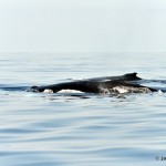 bermuda whale watching 2013 (25)