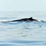 bermuda whale watching 2013 (26)