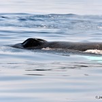 bermuda whale watching 2013 (27)