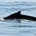 bermuda whale watching 2013 (28)