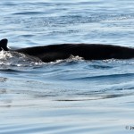 bermuda whale watching 2013 (29)