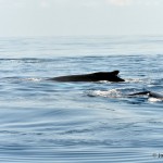 bermuda whale watching 2013 (30)
