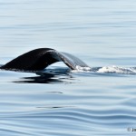 bermuda whale watching 2013 (32)