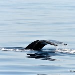 bermuda whale watching 2013 (33)
