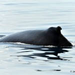 bermuda whale watching 2013 (35)