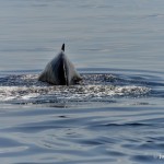 bermuda whale watching 2013 (36)