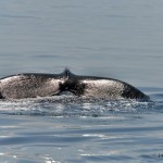 bermuda whale watching 2013 (37)