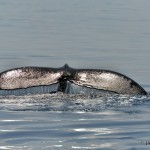 bermuda whale watching 2013 (38)