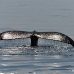 bermuda whale watching 2013 (39)