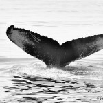 bermuda whale watching 2013 (4)