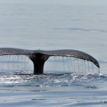 bermuda whale watching 2013 (40)