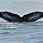 bermuda whale watching 2013 (41)