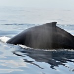 bermuda whale watching 2013 (42)