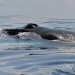 bermuda whale watching 2013 (43)