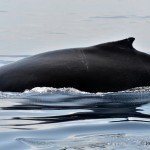 bermuda whale watching 2013 (44)