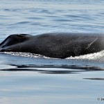 bermuda whale watching 2013 (47)