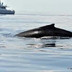 bermuda whale watching 2013 (49)