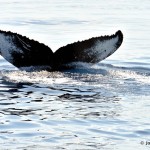 bermuda whale watching 2013 (5)