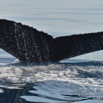 bermuda whale watching 2013 (51)