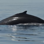bermuda whale watching 2013 (52)