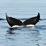 bermuda whale watching 2013 (53)