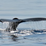 bermuda whale watching 2013 (54)