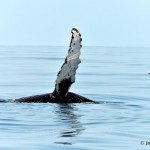 bermuda whale watching 2013 (55)