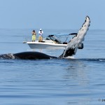 bermuda whale watching 2013 (57)