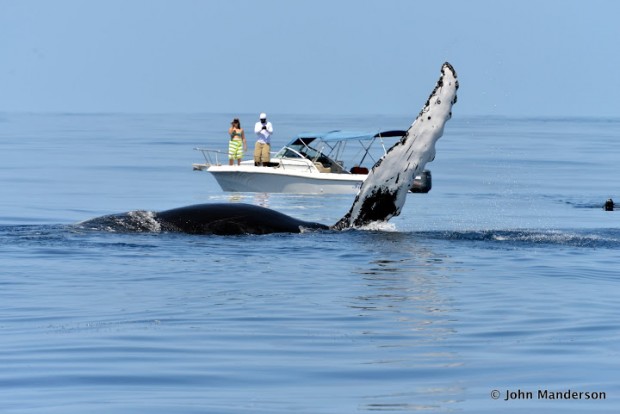 bermuda whale watching 2013 (57)