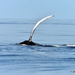 bermuda whale watching 2013 (59)