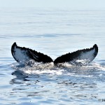 bermuda whale watching 2013 (6)