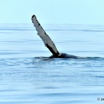 bermuda whale watching 2013 (60)