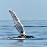 bermuda whale watching 2013 (61)