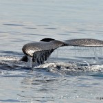 bermuda whale watching 2013 (8)