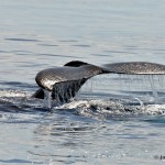 bermuda whale watching 2013 (9)