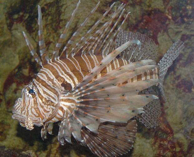 lionfish