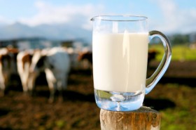 milk cows generic