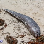 Beached Dead Moray Eel  Bermuda, August 20 2013-1