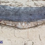 Beached Dead Moray Eel  Bermuda, August 20 2013-2